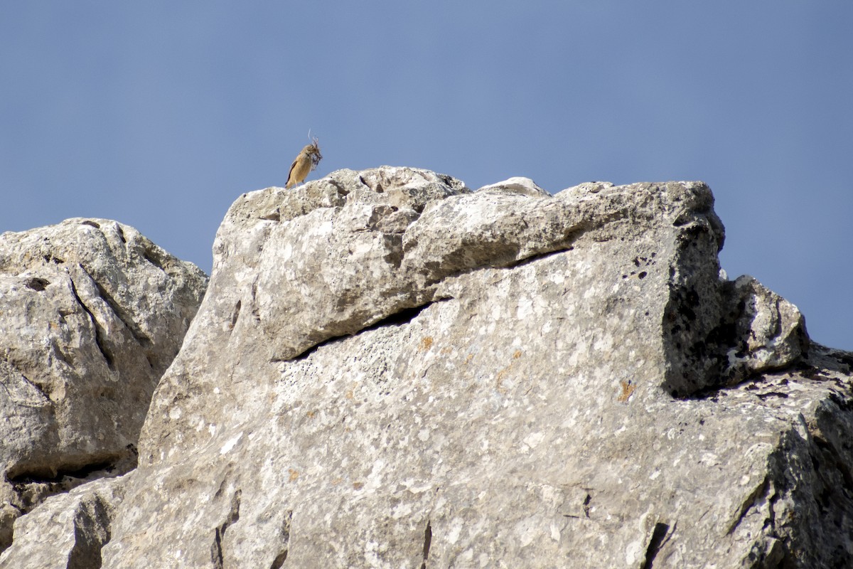 Ortolan Bunting - ML618310251