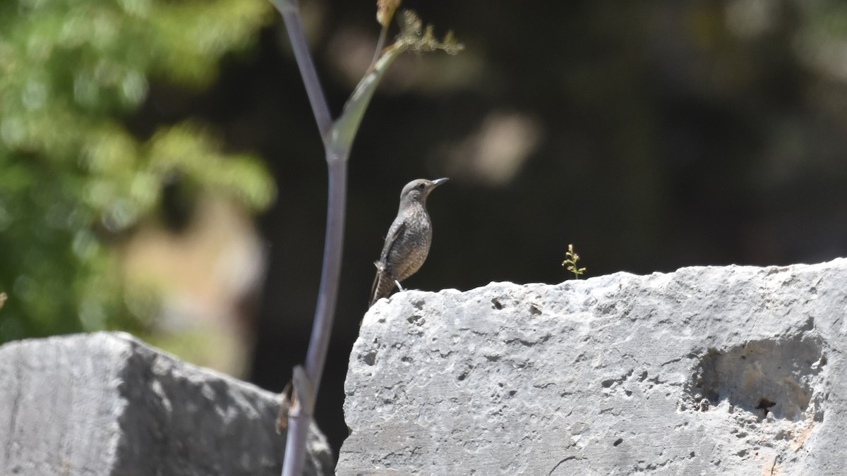 Blue Rock-Thrush - ML618310269