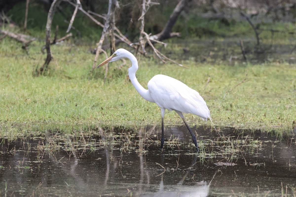 Great Egret - ML618310278