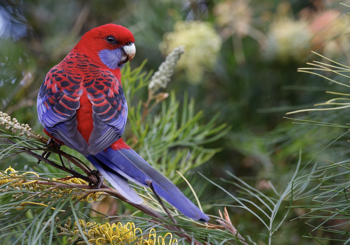 Crimson Rosella - ML618310313