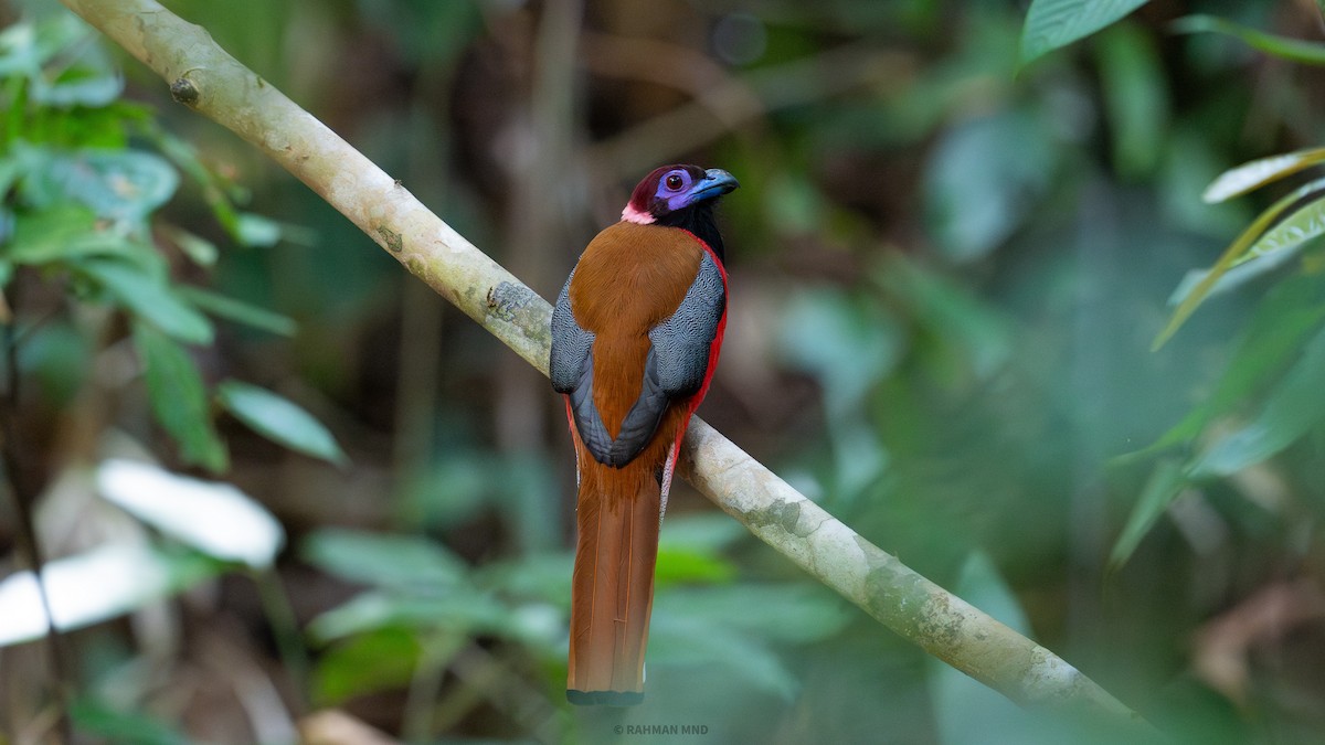 Diard's Trogon - ML618310333