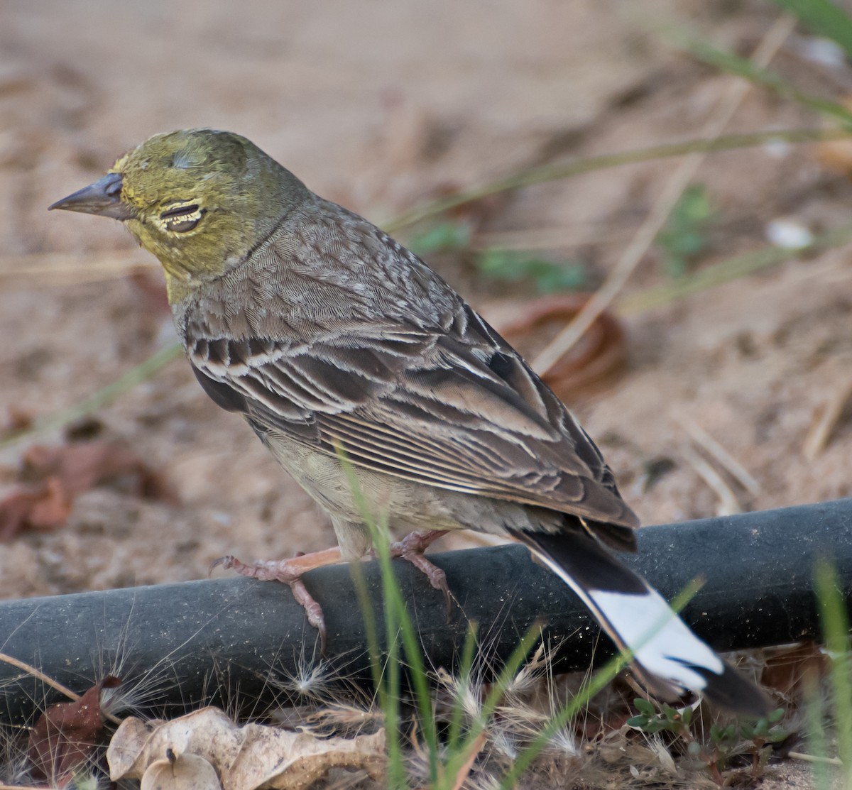 Cinereous Bunting - chandana roy