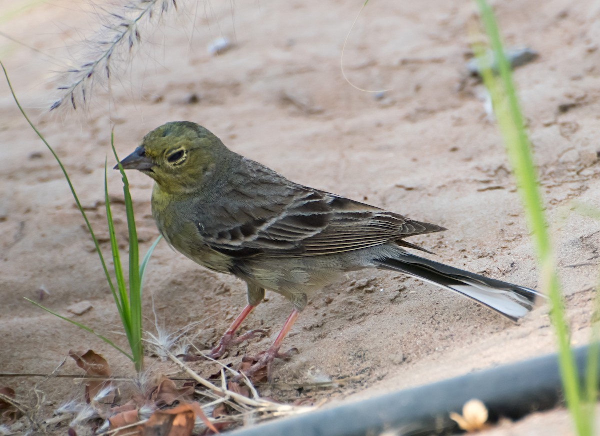 Cinereous Bunting - chandana roy