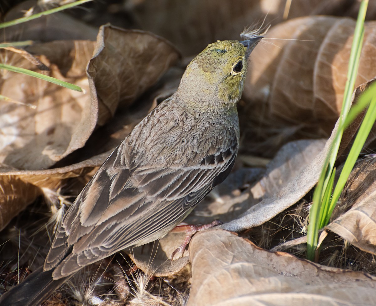 Cinereous Bunting - chandana roy