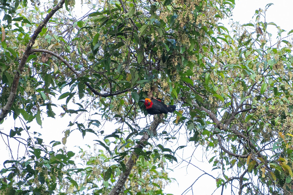 Borneo Fırçakafası - ML618310358