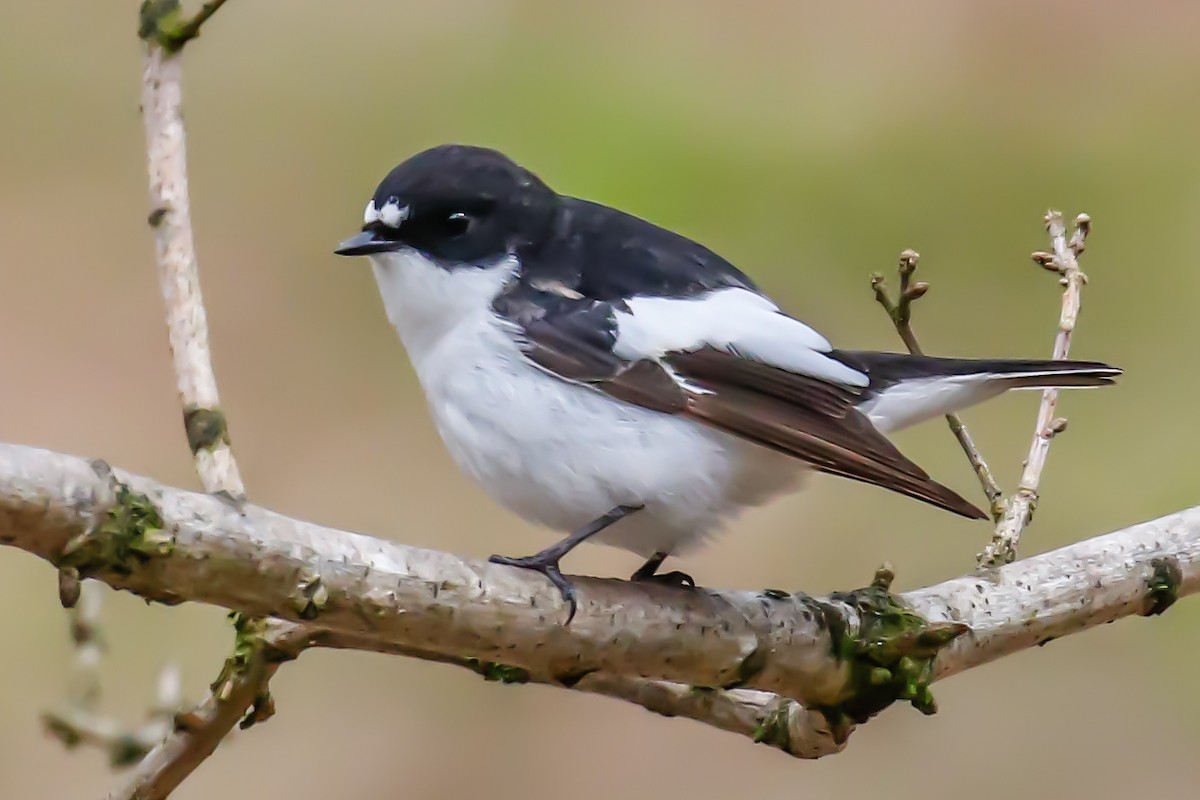 European Pied Flycatcher - ML618310362