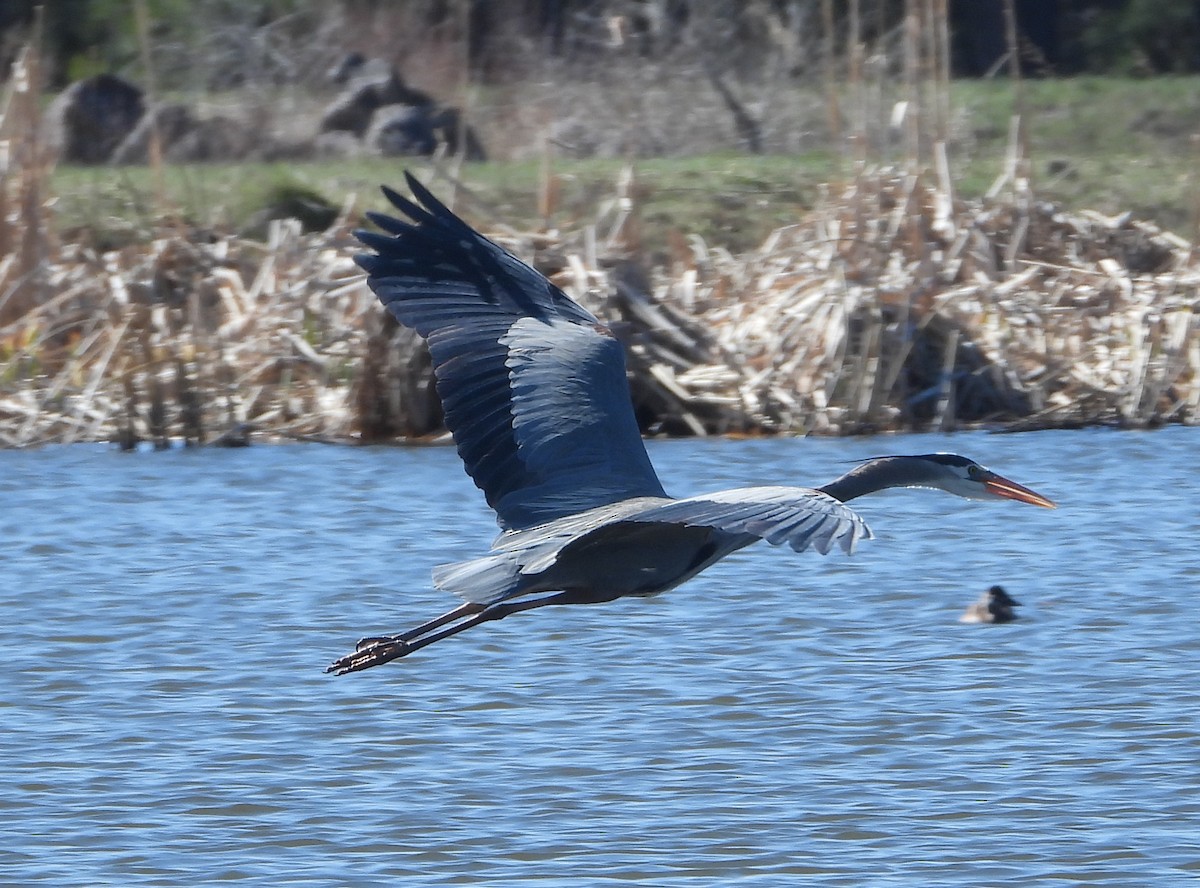 Great Blue Heron - Rodney Macready