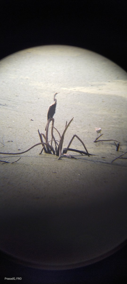 Oriental Darter - ML618310405