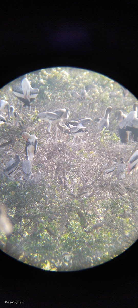 Painted Stork - ML618310415