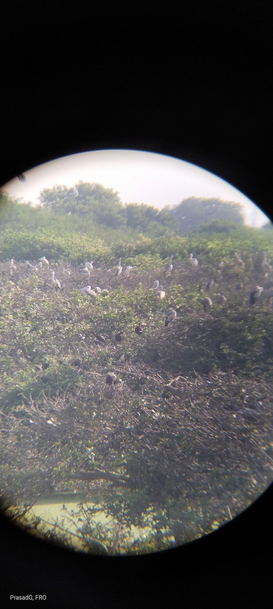 Spot-billed Pelican - ML618310427