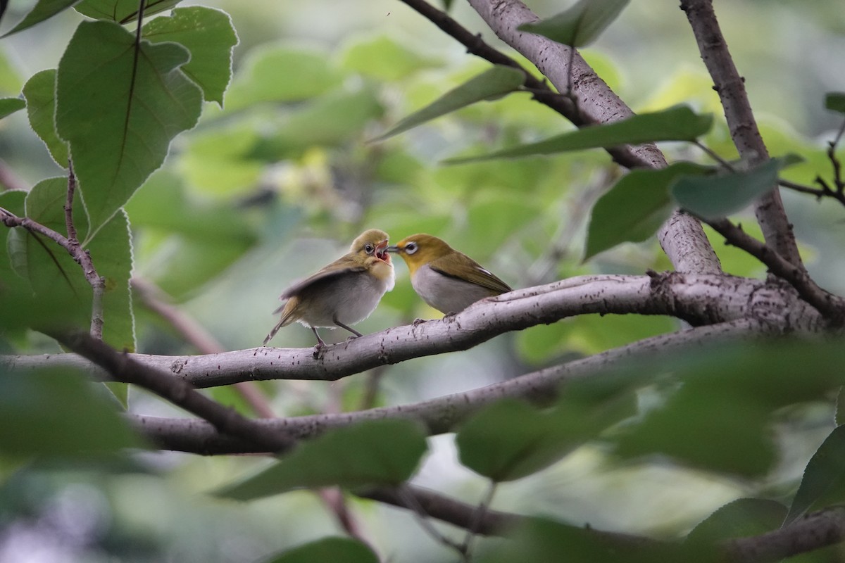 Swinhoe's White-eye - Sheng Wun Jheng