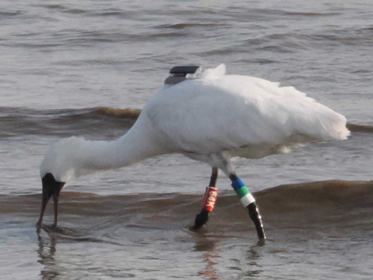 Black-faced Spoonbill - hirokazu koba