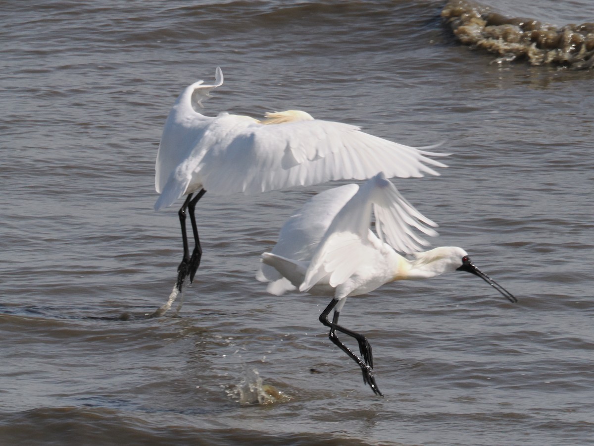 Black-faced Spoonbill - hirokazu koba