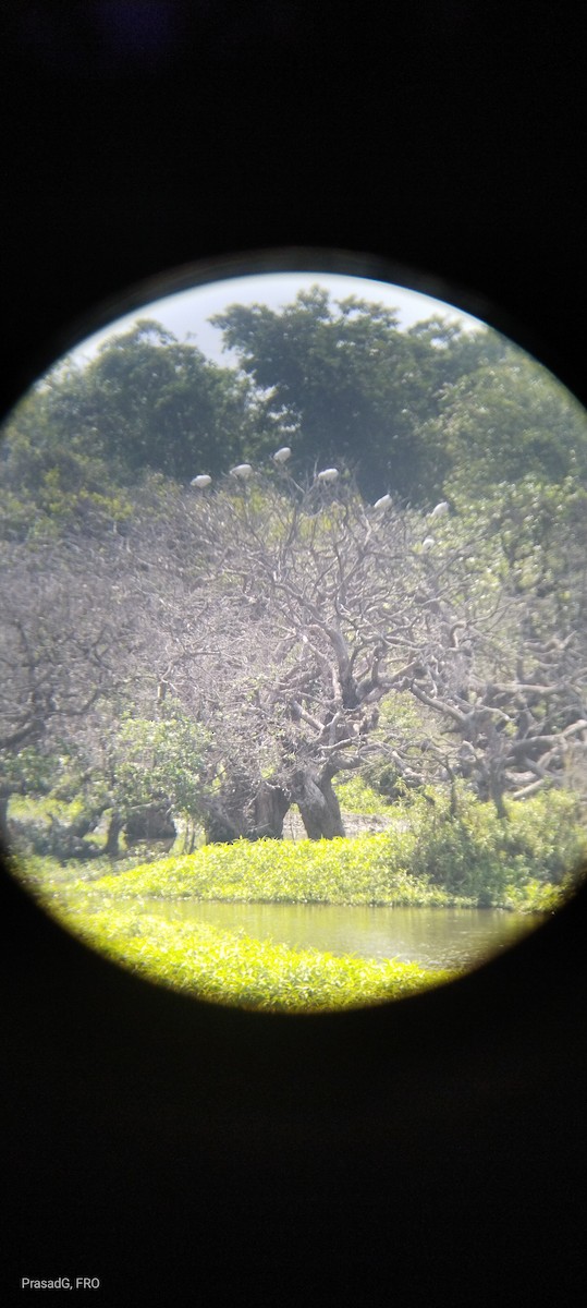 Black-headed Ibis - Prasad Ganesan