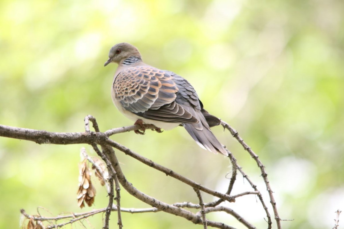 Oriental Turtle-Dove - ML618310511