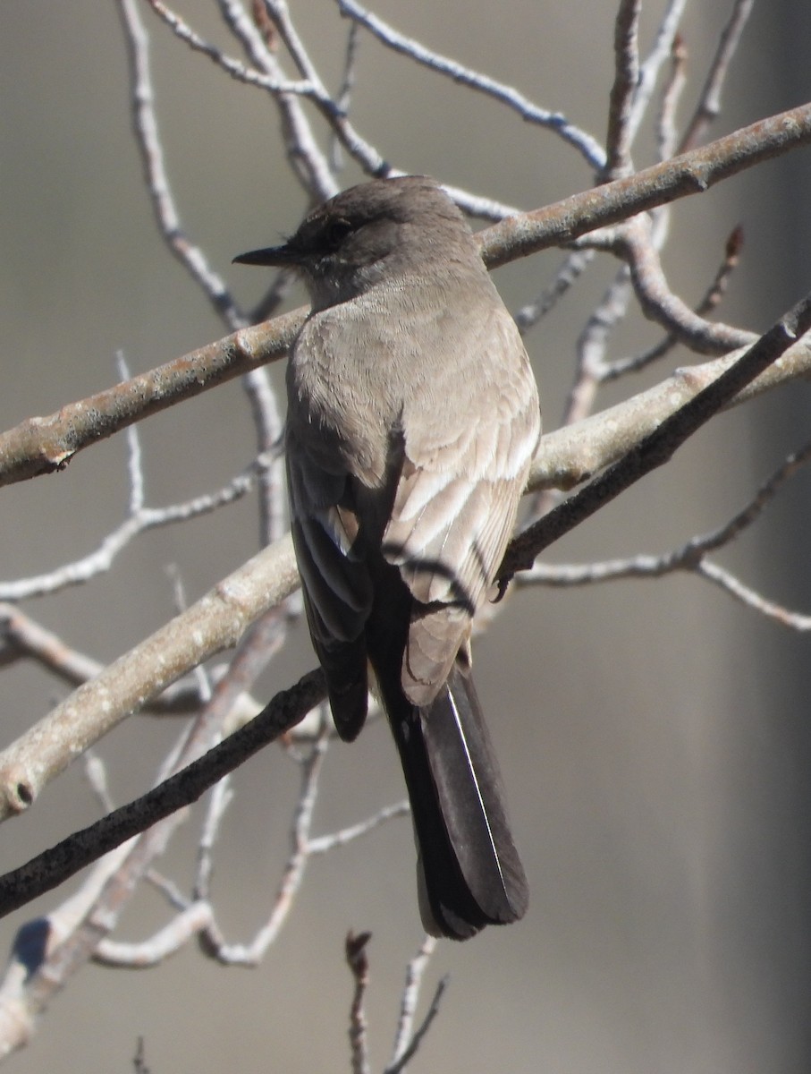 Say's Phoebe - ML618310547