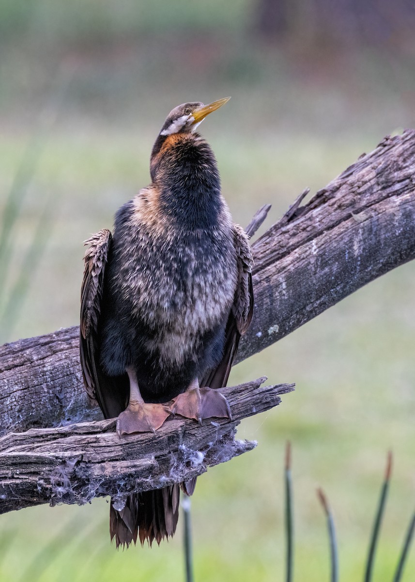 anhinga australská - ML618310548