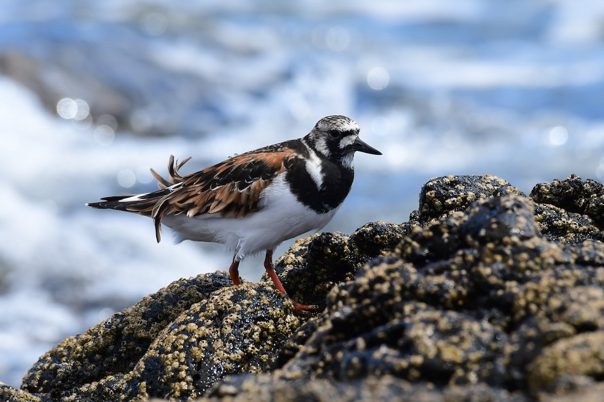 Ruddy Turnstone - Igor Długosz