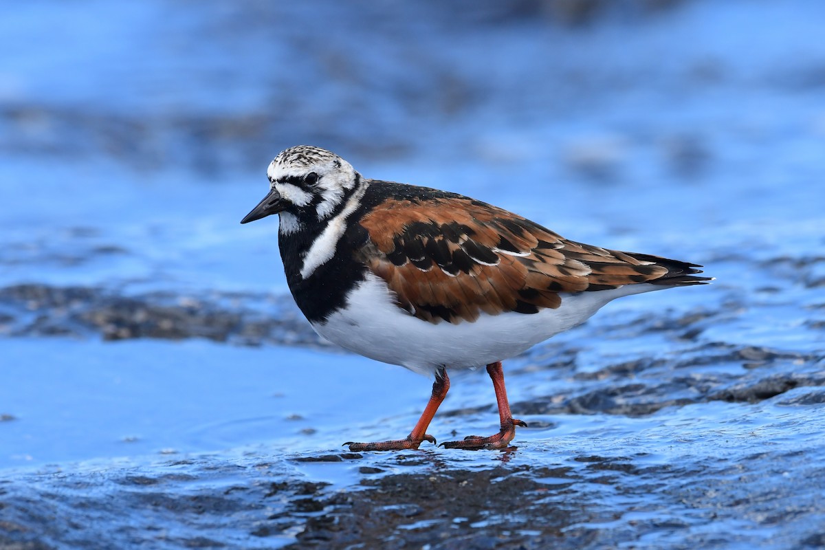 Ruddy Turnstone - Igor Długosz