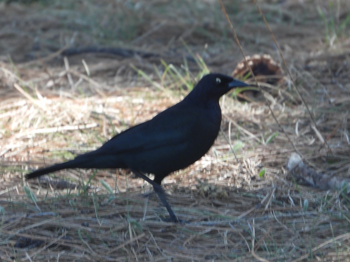 Brewer's Blackbird - ML618310597