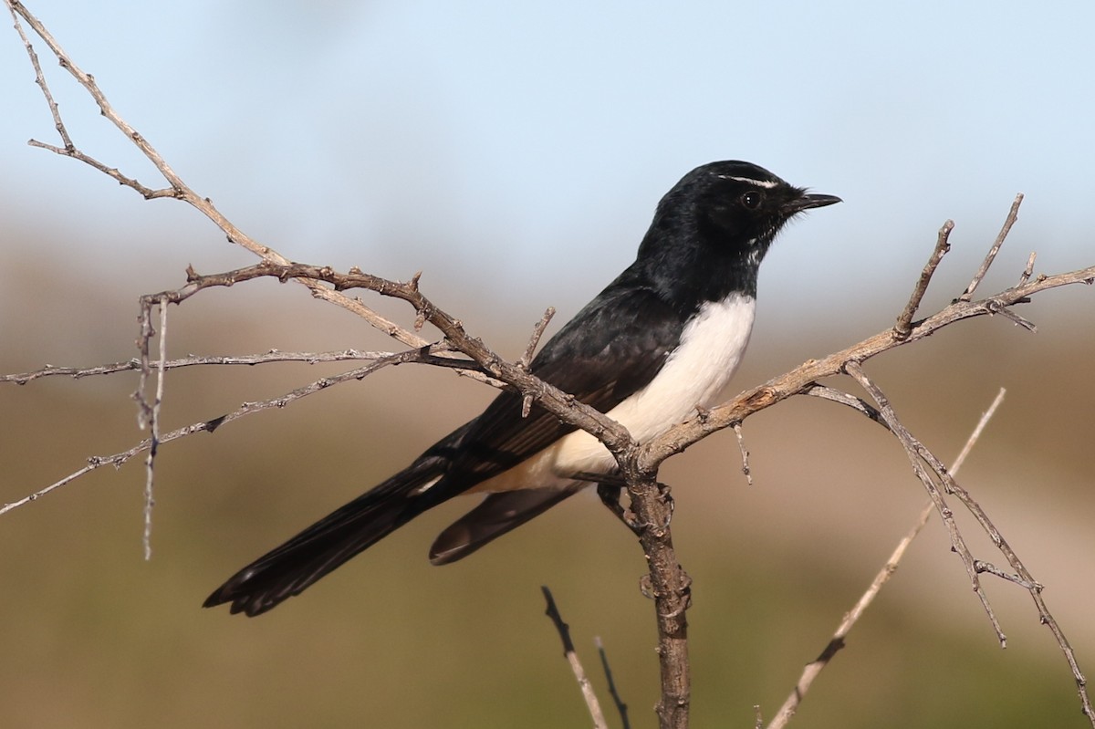 Willie-wagtail - ML618310608