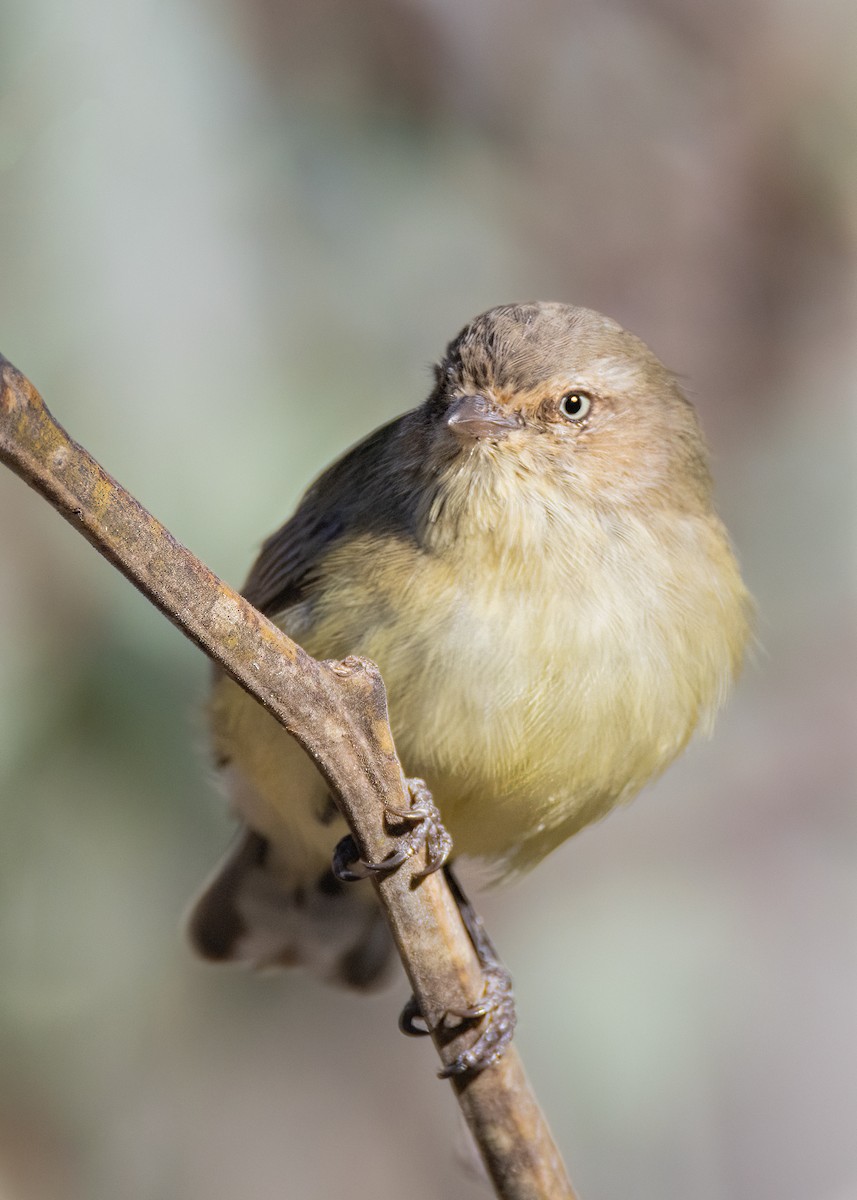 Weebill - Julie Clark