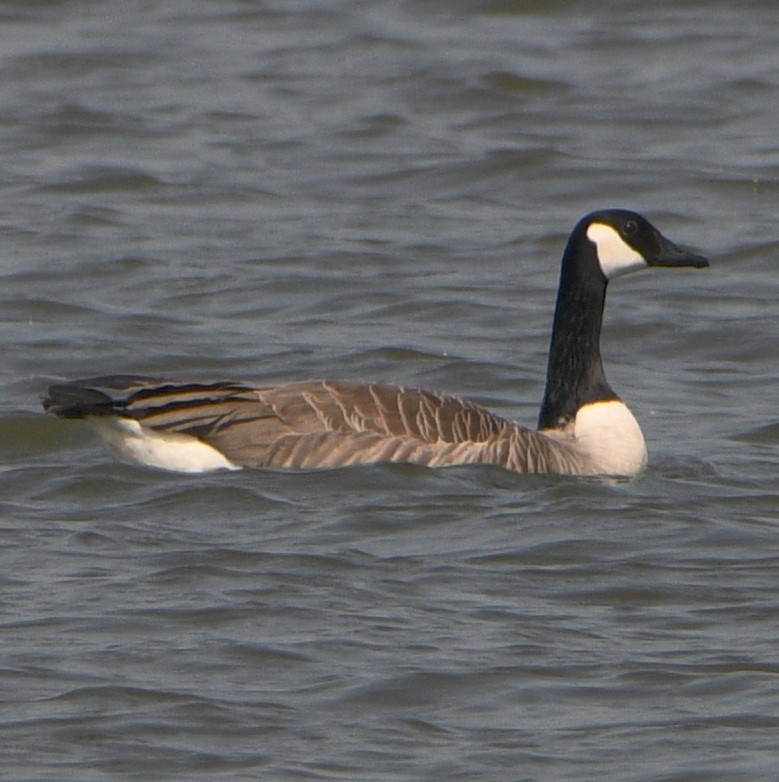 Canada Goose - ML618310669