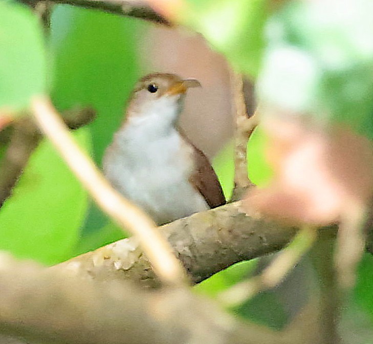 Chochín Criollo (mesoleucus) - ML618310723