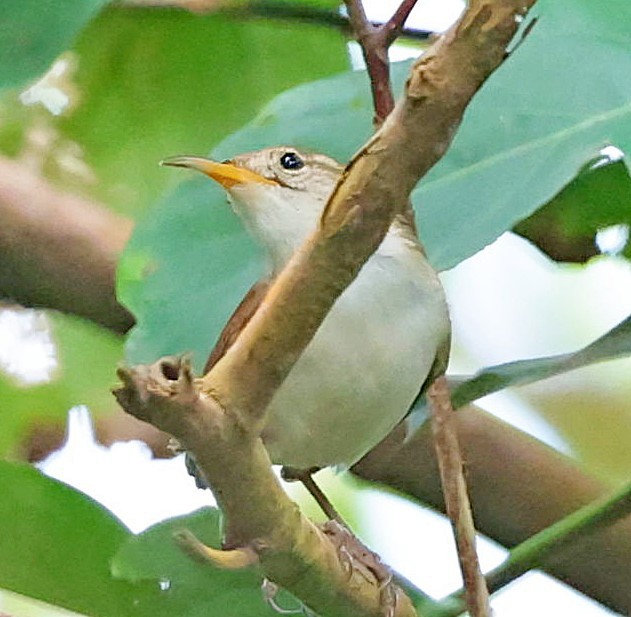 Chochín Criollo (mesoleucus) - ML618310724