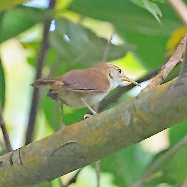 Chochín Criollo (mesoleucus) - ML618310725