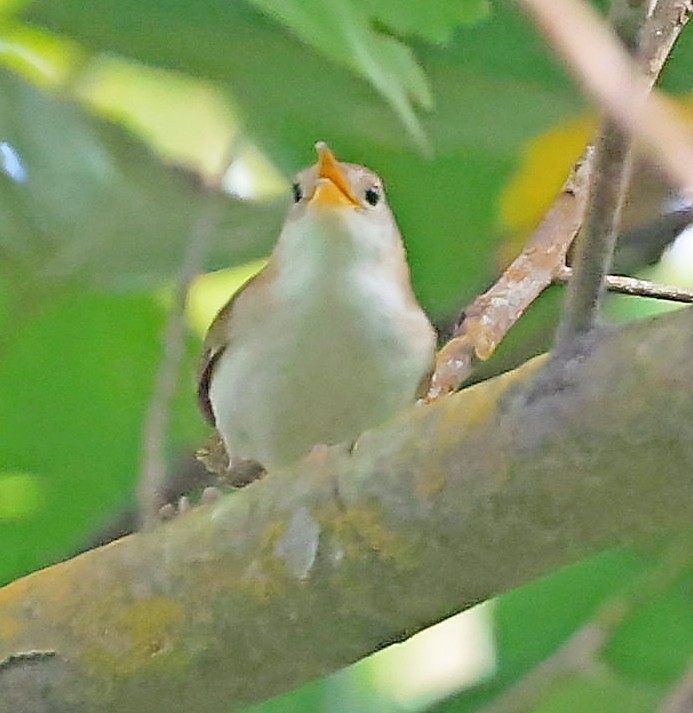 Chochín Criollo (mesoleucus) - ML618310726