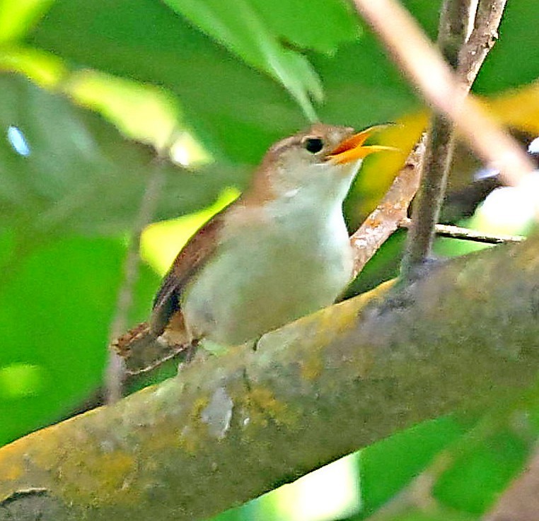 House Wren (St. Lucia) - Maciej  Kotlarski