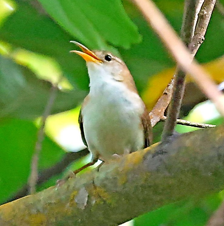 House Wren (St. Lucia) - Maciej  Kotlarski