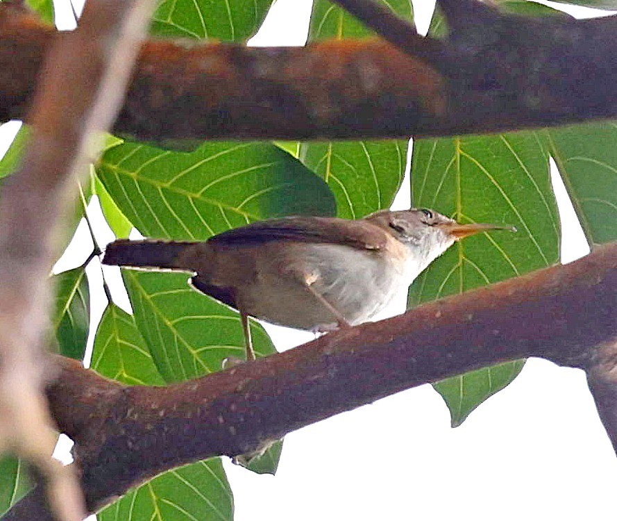 House Wren (St. Lucia) - Maciej  Kotlarski