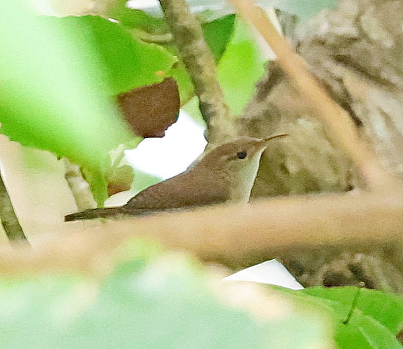 House Wren (St. Lucia) - ML618310731