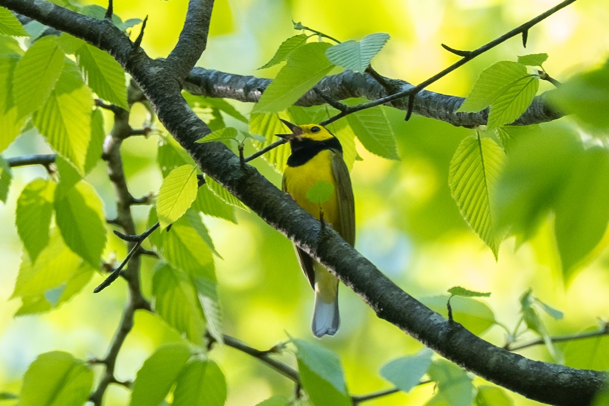 Hooded Warbler - Tim Horvath