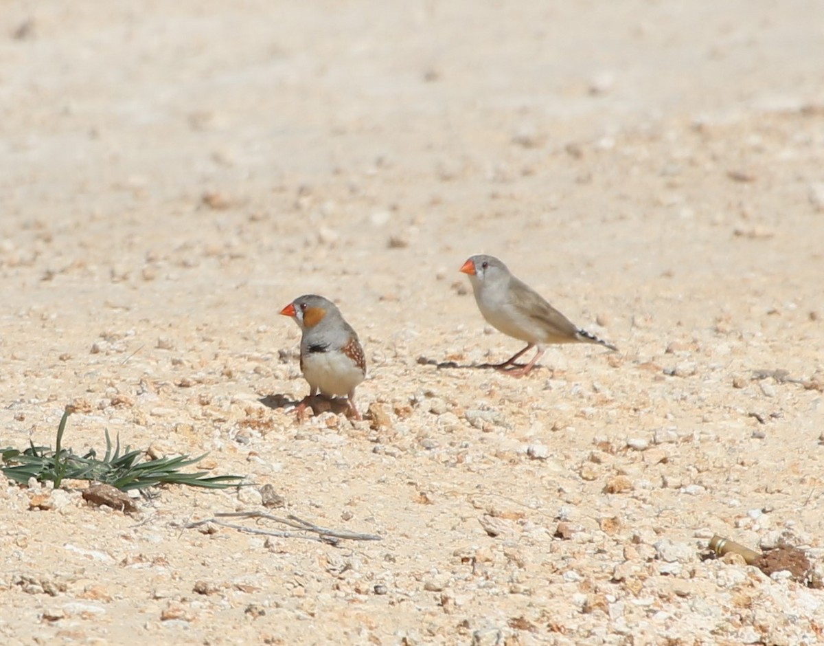 Zebra Finch (Lesser Sundas) - ML618310816