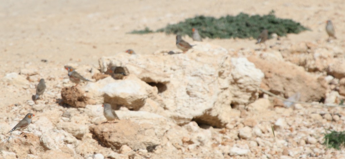 Zebra Finch (Lesser Sundas) - ML618310817