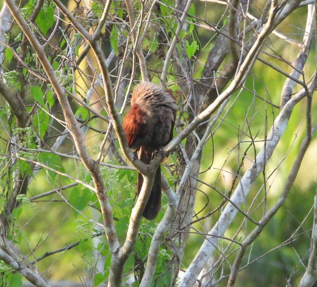 Andaman Coucal - Chaiti Banerjee