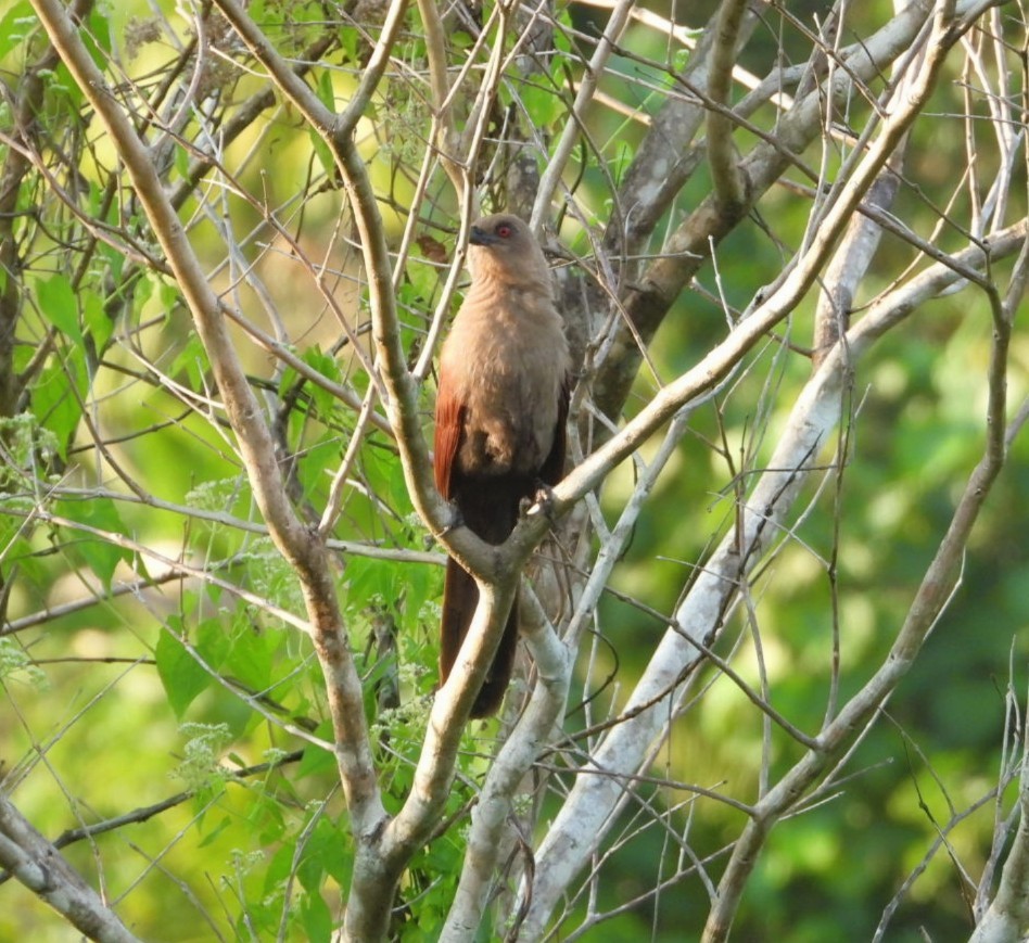 Coucal des Andaman - ML618310828