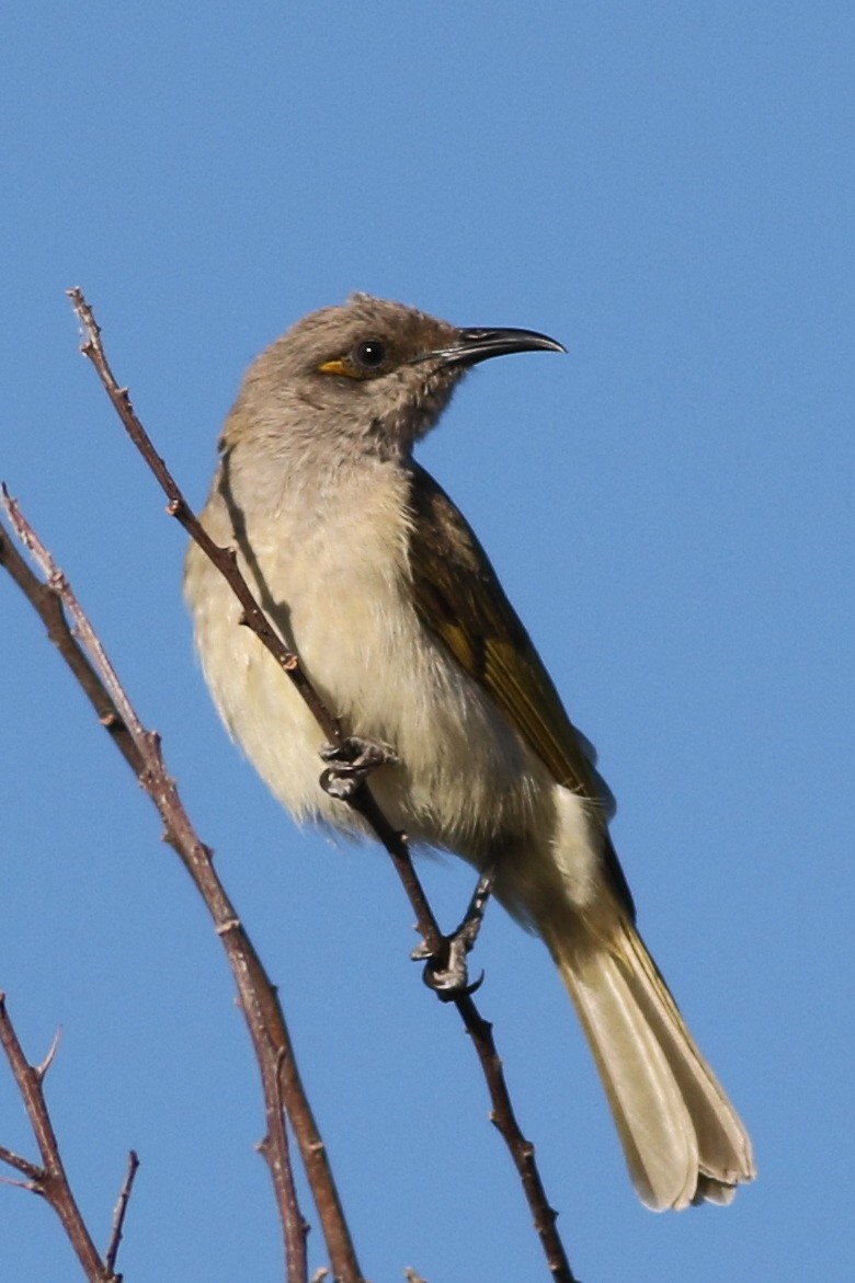 Brown Honeyeater - ML618310835