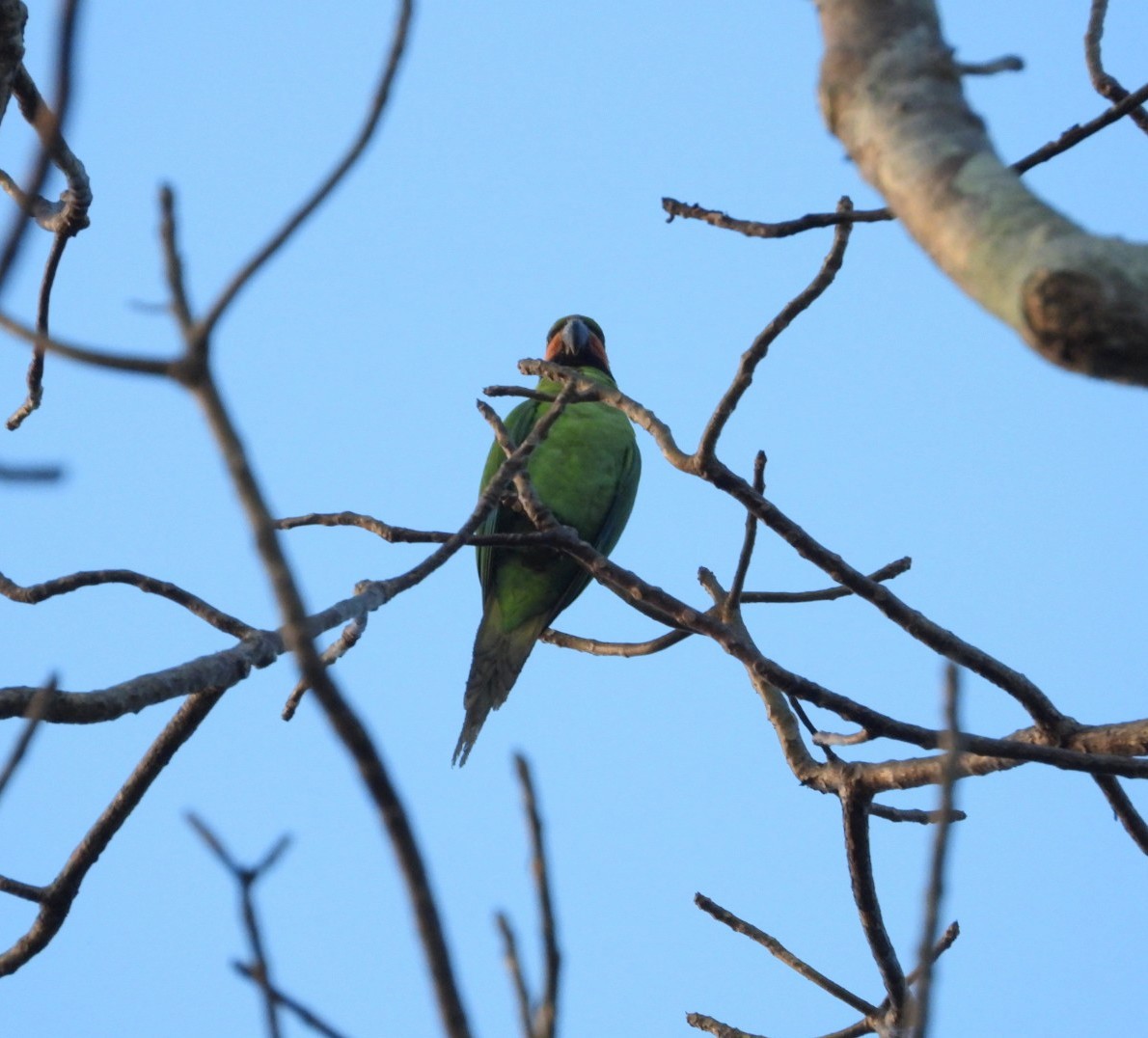 Long-tailed Parakeet - ML618310866