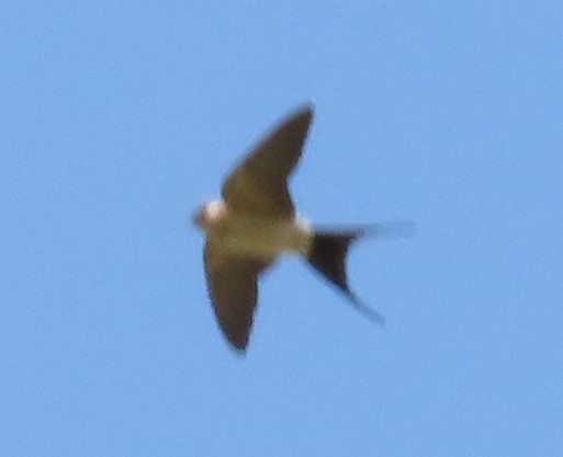 Red-rumped Swallow - ML618310869