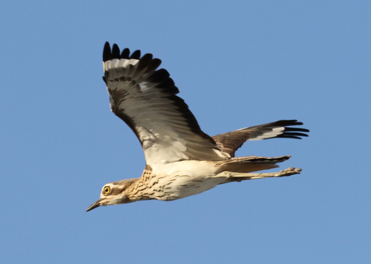 Bush Thick-knee - ML618310879