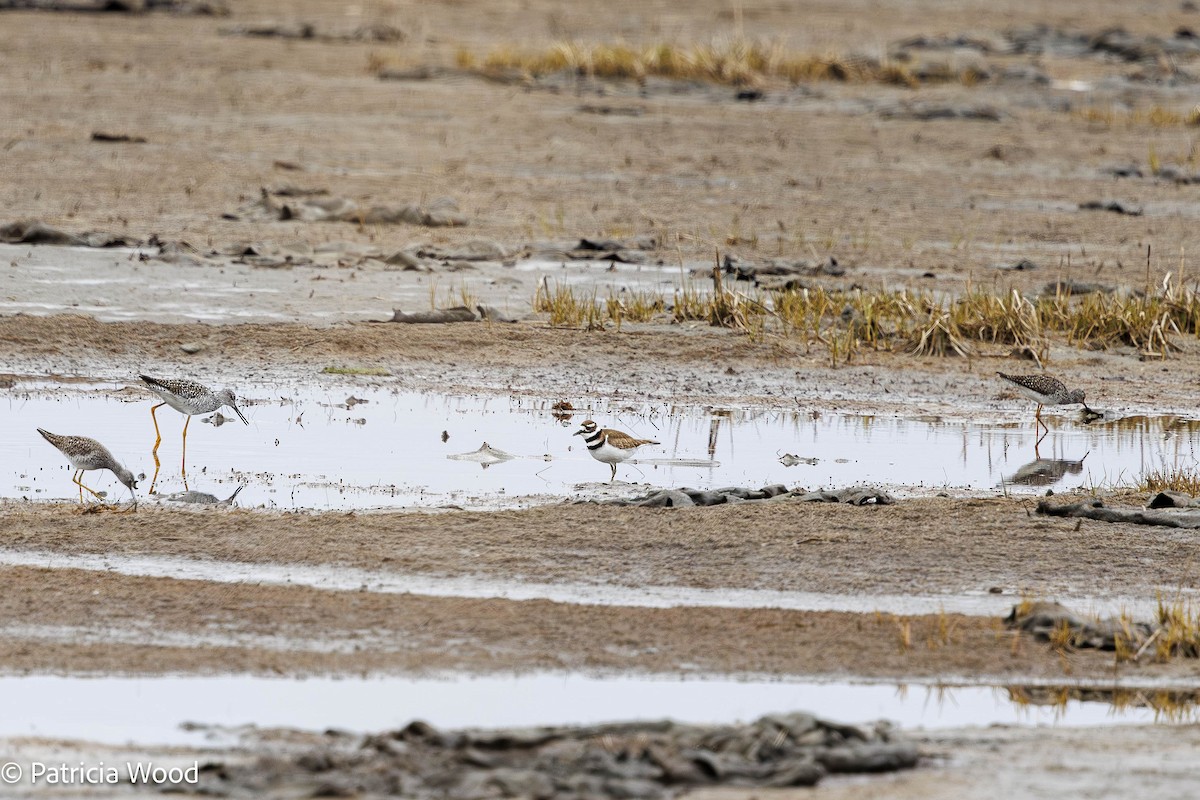 Lesser Yellowlegs - ML618310893