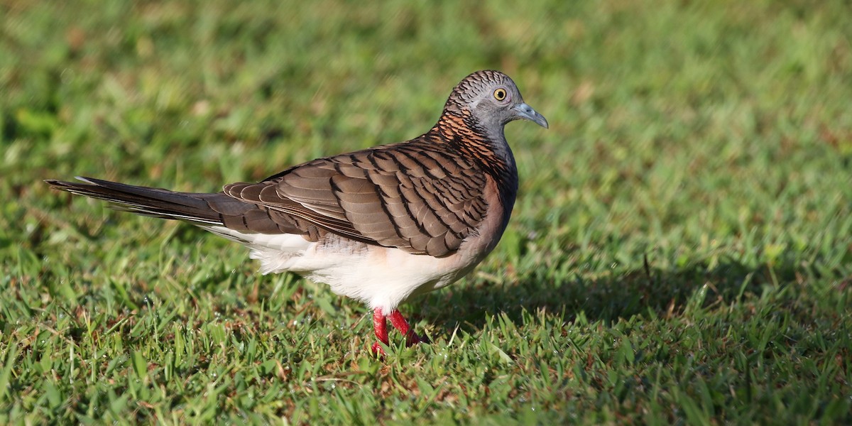 Bar-shouldered Dove - ML618310949