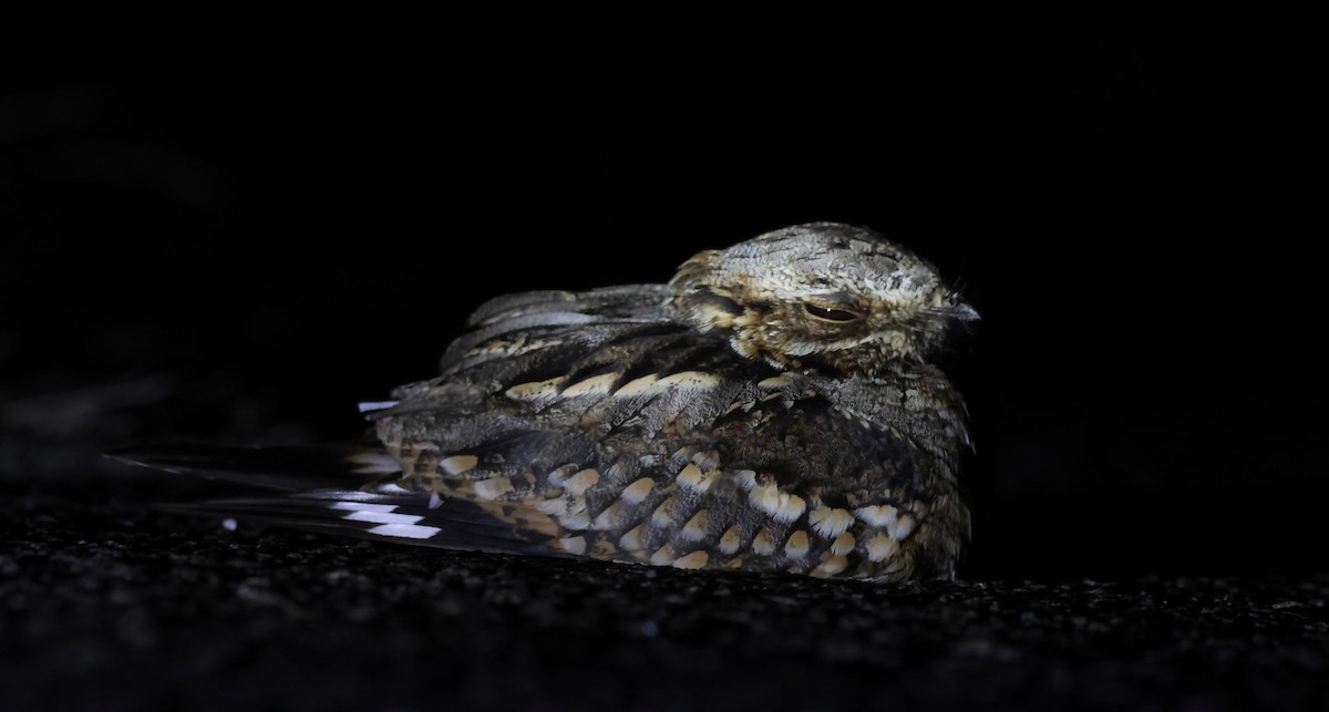 Rufous-cheeked Nightjar - ML618310955