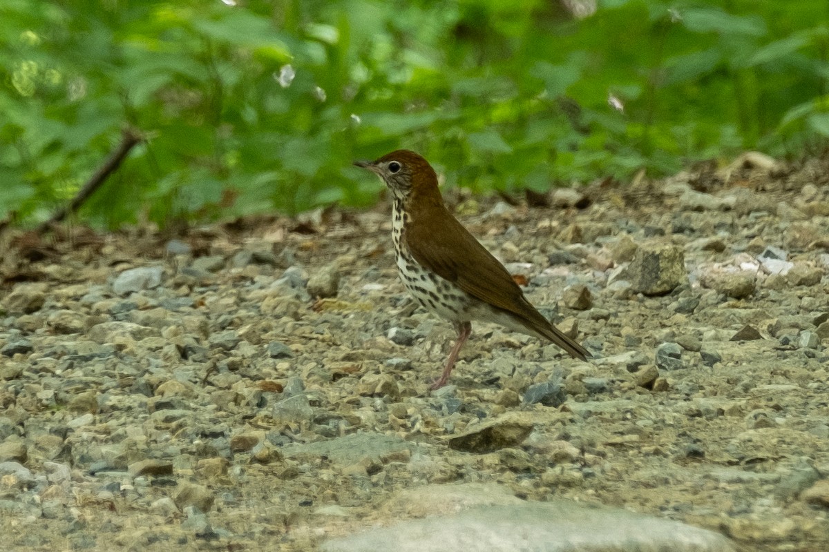 Wood Thrush - ML618310988