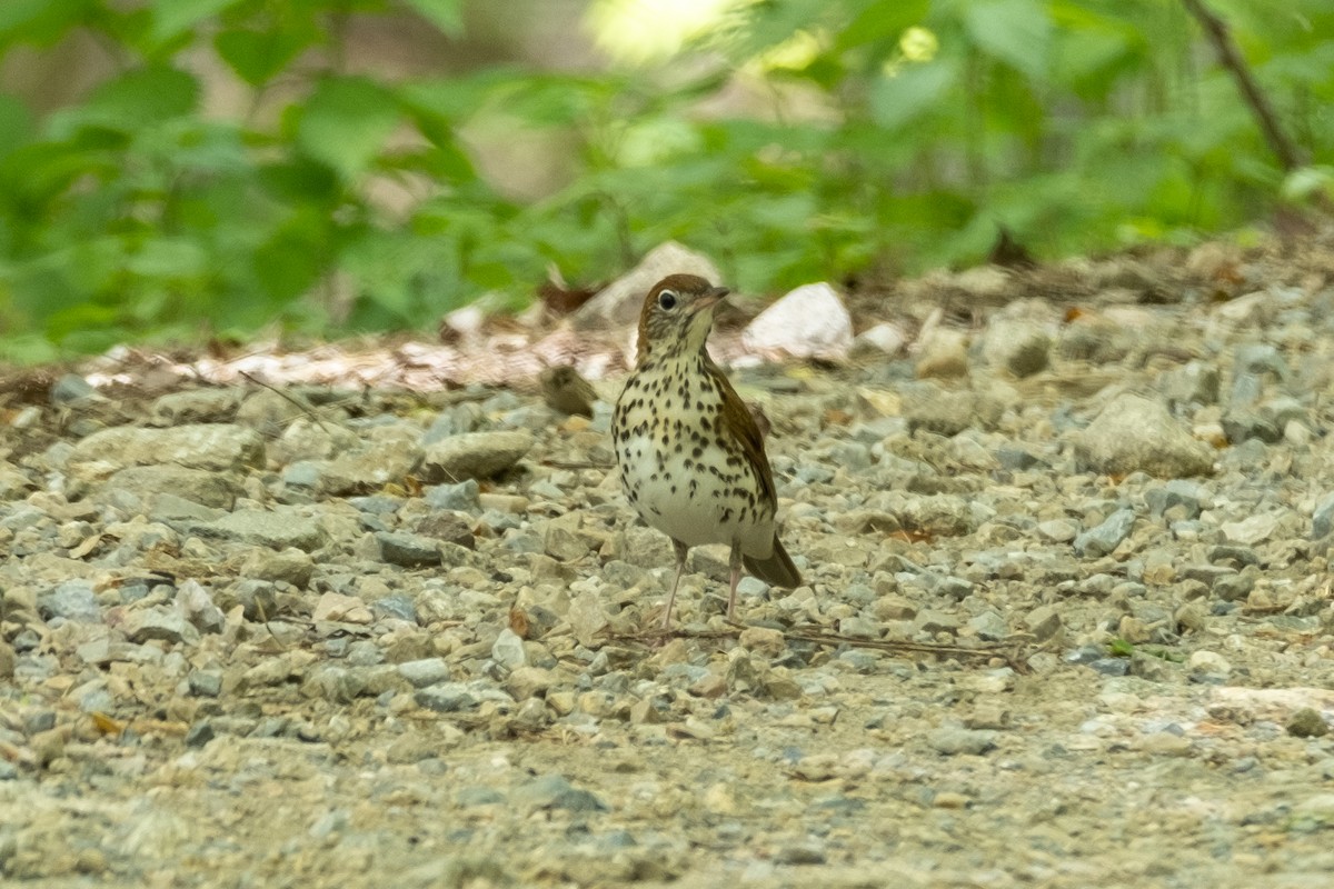 Wood Thrush - ML618310989