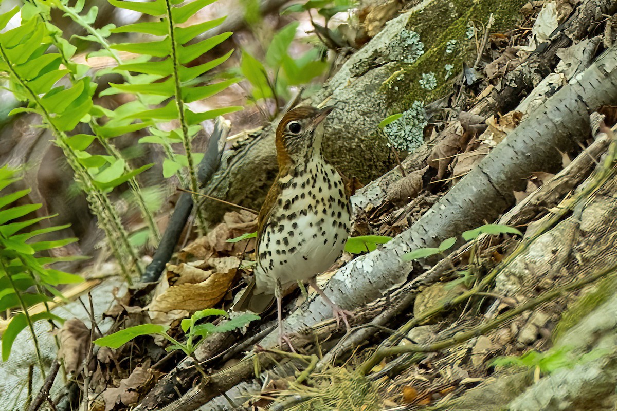 Wood Thrush - ML618310990